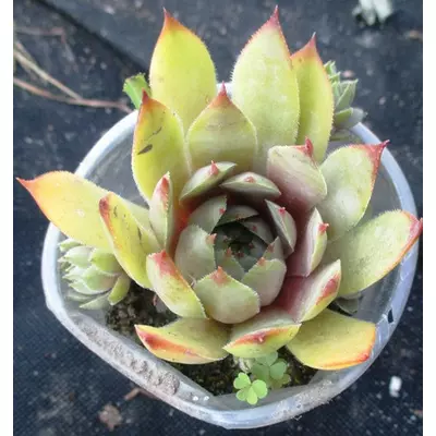 Молодило Віолет квін. У контейнерах Д5.