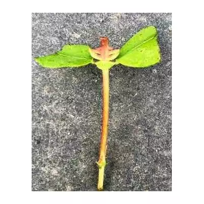 Жимолость їстівна дочка велетнів. ЗЧ. Живці напівздерев'янілі для укорінення.