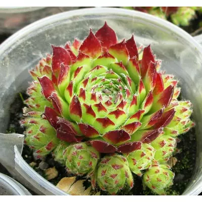 Молоділо пурпурово-окаймлене. Розсада в контейнерах Д5.