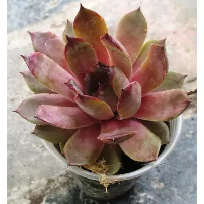 Молодило Хепе велл. Розсада в контейнерах Д5.