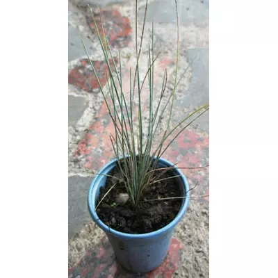 Вівсяниця (фестука) сиза. Розсада в Д5.