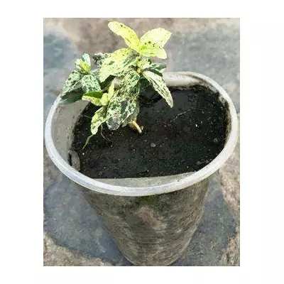 Бересклет Голден алекеїн. У контейнерах 0.5 л.