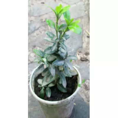 Самшит. Вкорінені живці. В контейнерах Д5.