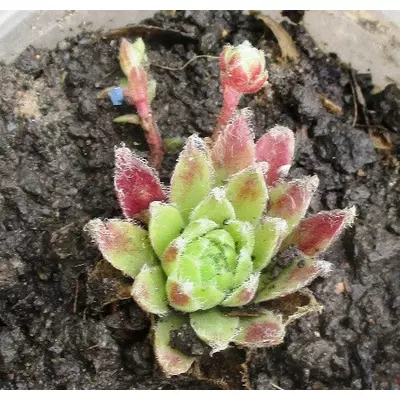 Молодило червонувате. Розетки в контейнерах Д5.