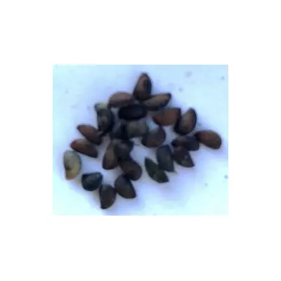 Бархат амурський. (Phellodendron Amurense). Насіння. Цена за 25 штук.