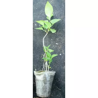 Бузок звичайний. (Синь) У контейнерах д5.