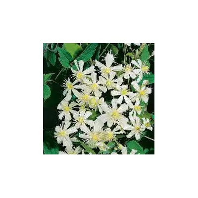 Клематис видовий. (Фаргезіїдес). ВКС. Н=0,6-0,8 м білі суцвіття.