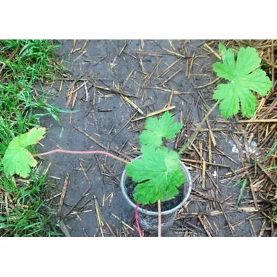 Герань Кентабрійська. Розсада в контейнерах 0.5 л.