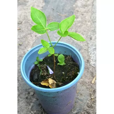 Птеля трилопатева. Сеянці в контейнерах Д5.