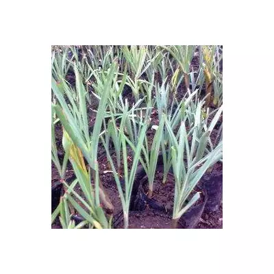 Цибуля декоративний (Афлатунский?). Саджанці в контейнерах Д 5