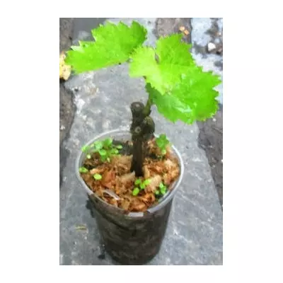 Виноград Кишмиш білий. 0.5 л.