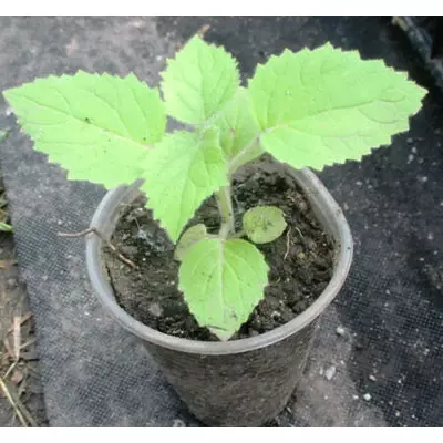 Павловнія. Сіянці в контейнерах Д5.