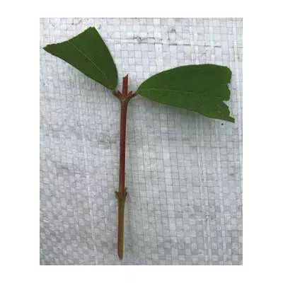 Жимолость їстівна бореаліс. Черевики напівїстривкі для укоренення.