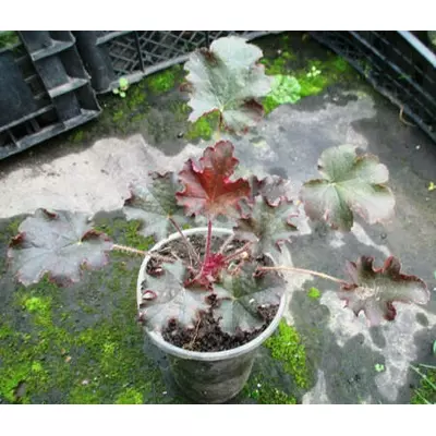 Гейхера Принц. (Heuchera hybrid Prince). У контейнерах 0.5 л.
