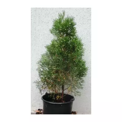 Туя західна Смарагд варієгата. У контейнерах 12 л.