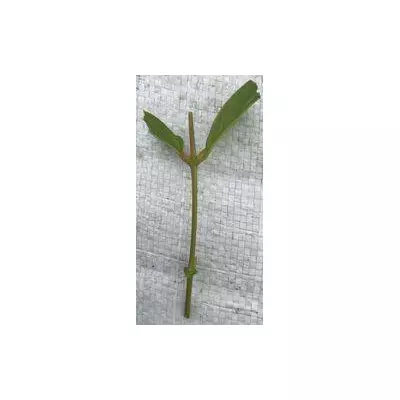 Жимолость Німфа. ЗЧ. Черевики для укорочення напівдеревнелі.