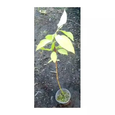 Свідина біла (Дерен) Ауреа. У контейнерах Д5.