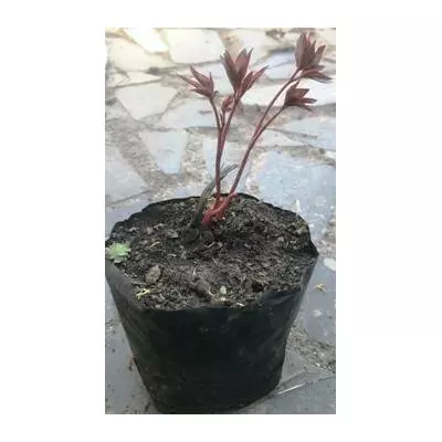 Півонія трав'яниста рожева Мсьє Бюл Елі. Д12.