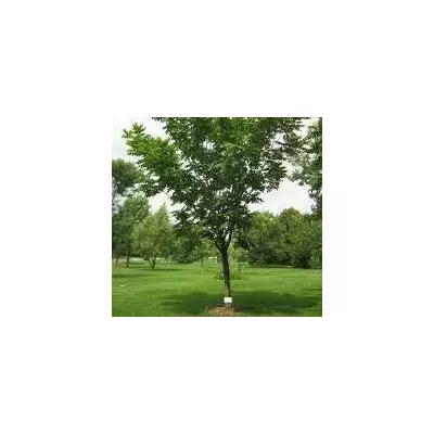 Горіх сірий. Сеянці в контейнерах 0.5 л. (Анонс).