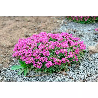 Арабіс кавказький рожевий. Розсада в контейнерах Д5.