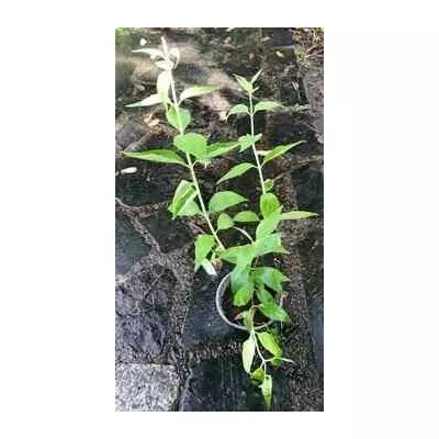 Чубушник Каролінка. У контейнерах 0.5 л.