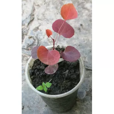 Барбарис сіянець оттавського Суперба. Д5.