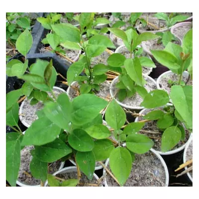 Бузок амурський. У контейнерах Д5.