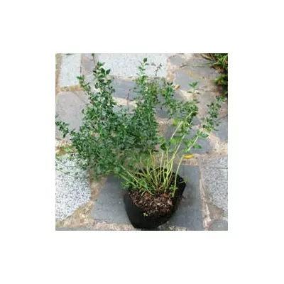 Дузник рожевий. У контейнерах Д12.