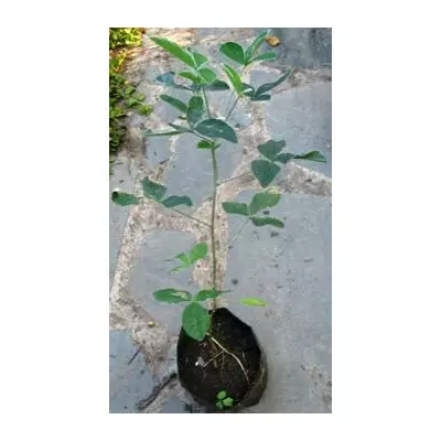 Ракітник золотий дощ. У контейнерах Д12.