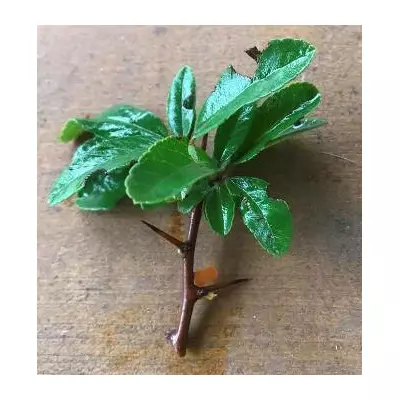 Піраканта Оранж глов. НЧ. Живці для вкорінення.