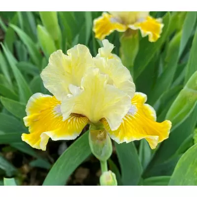 Ірис карликовий П'єро. У контейнерах 0.5 л.