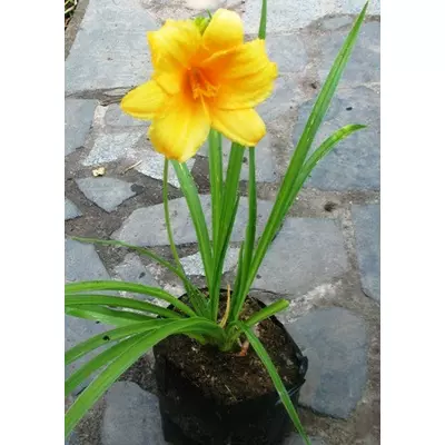 Лілейник Стелла де Оро. Саджанці в контейнерах Д12.