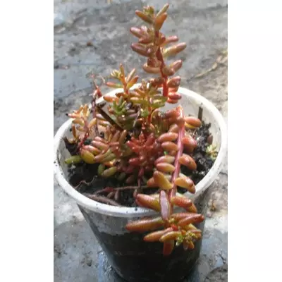 Очіток білий (Седум) Ф. пурпурний здутий атропурсурея. У контейнерах Д5