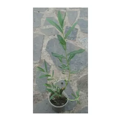 Іва Американка польська. У контейнерах Д5.