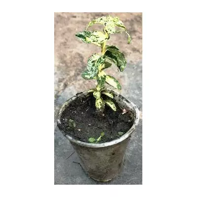 Бересклет Голден алекеїн. У контейнерах д5.