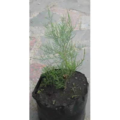 Тамарікс. Саджанці в контейнерах Д12.