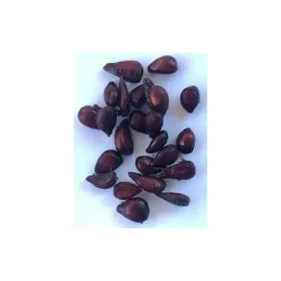 Айва японська. Хеномеліс. Насіння. Ціна за порцію 25 штук.