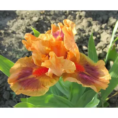 Ірис карликовий Джайв. 0.5 л.