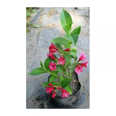 Вейгела Бристоль рубі. Д12.