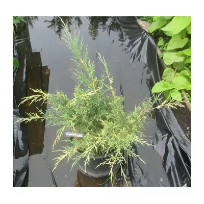 Ялівець середній Блю енд голд. У контейнерах 12 л.