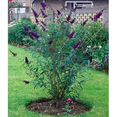 Будлея Давіда Black Knight. 0.5 л.