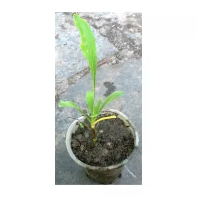 Астра альпійська біла. У контейнерах Д5.