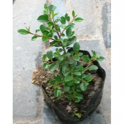 Кизильник Дамера Айхольц. Д12.