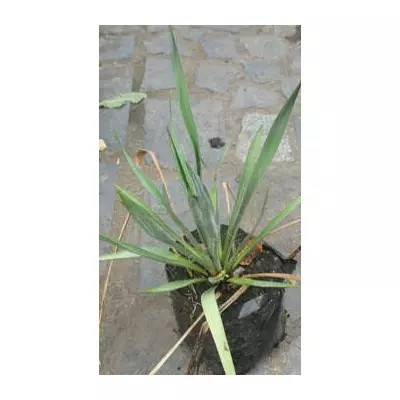 Юка нитчаста. У контейнерах Д12.