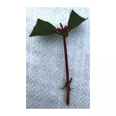 Жимолость їстівна Голубе веретено. ЗЧ. Живці напівздерев'янілі для вкорінення.