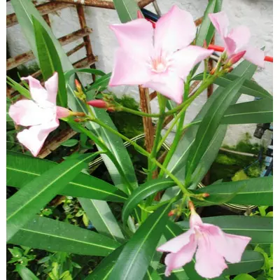 Олеандр блідо рожевий. У контейнерах Д5.