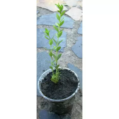 Жимолость шапочна. Укорочені держаки в Д5. Опт від 1 шт.