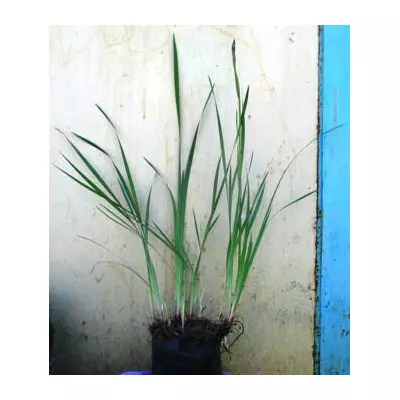 Ірис сибірський. Д12.