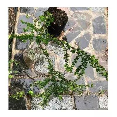 Кизильник розчепірений. Cotoneaster divaricatus. Д12