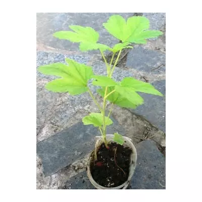 Смородина кривачервона декоативна Кінг Едвард 7. У контейнерах 0.5л.